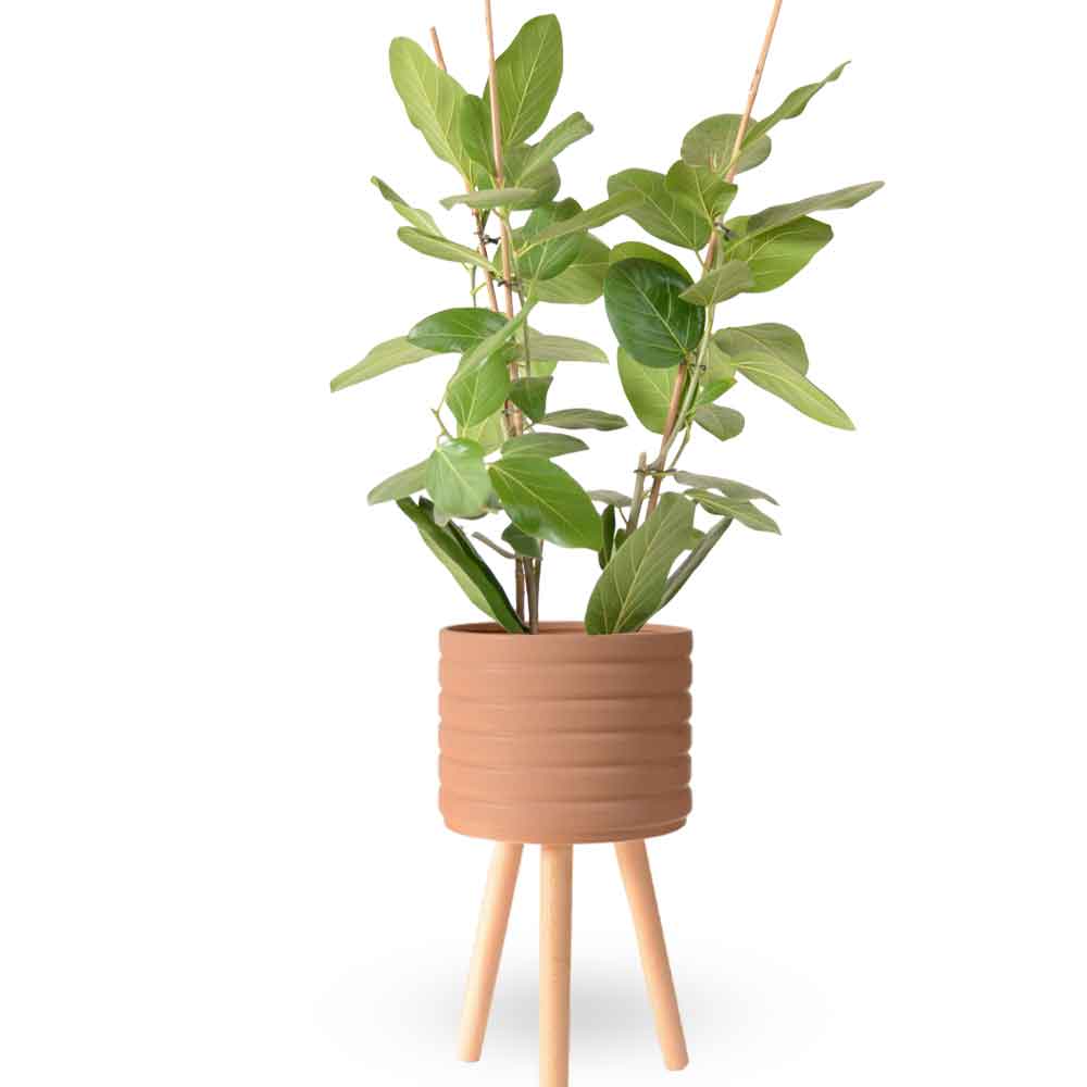 פיקוס אודרי | Ficus Audrey | HOYA | ho-ya | משתלה אינטרנטית | צמחי בית | עד הבית | מונסטרה מינימה | משלוח צמחי בית | משתלה עד הבית | plant on it | let neta your plants