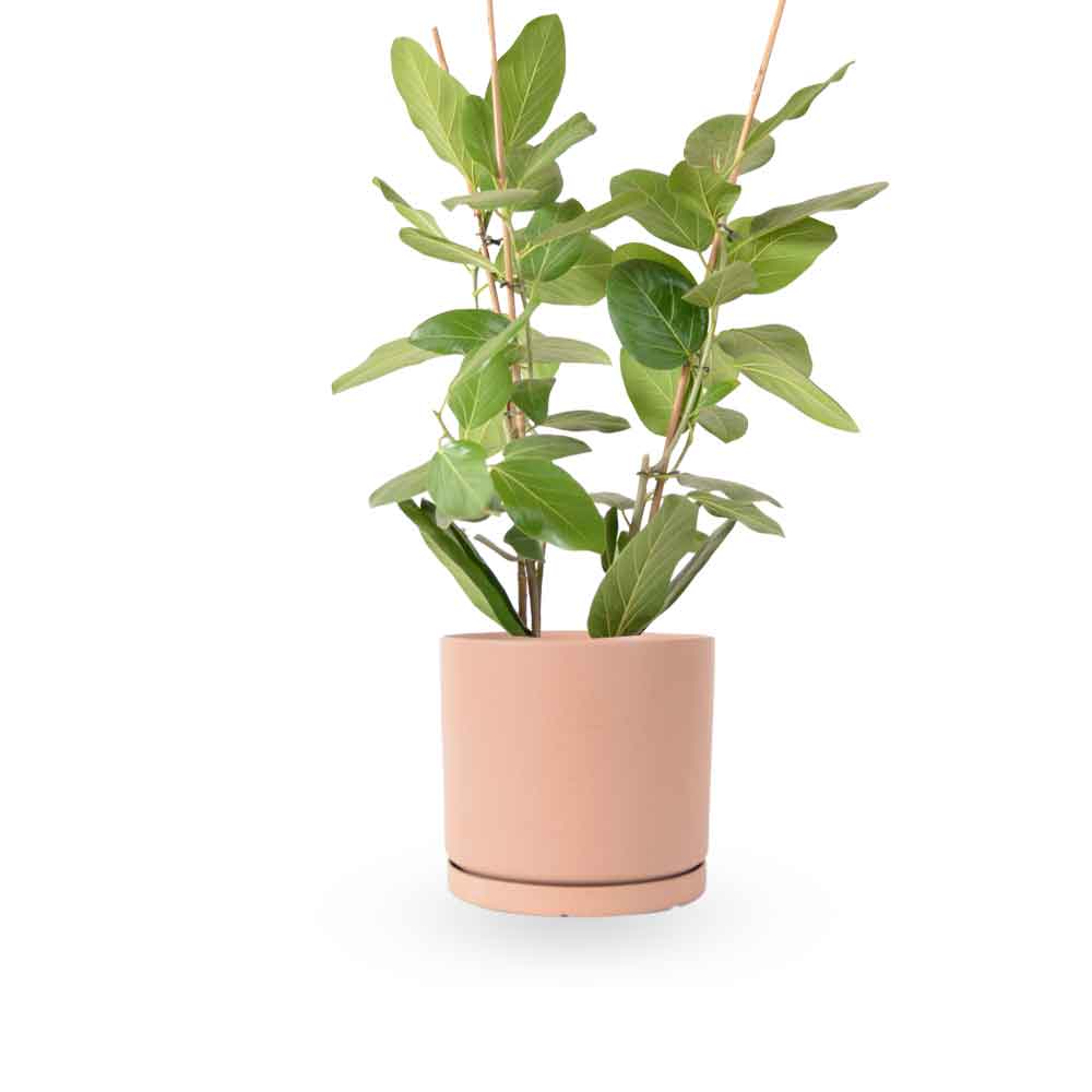 פיקוס אודרי | Ficus Audrey | HOYA | ho-ya | משתלה אינטרנטית | צמחי בית | עד הבית | מונסטרה מינימה | משלוח צמחי בית | משתלה עד הבית | plant on it | let neta your plants