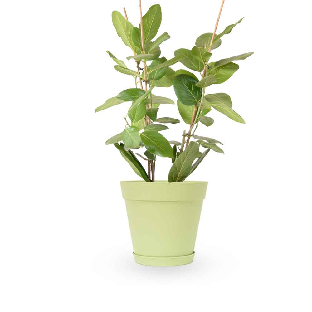 פיקוס אודרי | Ficus Audrey | HOYA | ho-ya | משתלה אינטרנטית | צמחי בית | עד הבית | מונסטרה מינימה | משלוח צמחי בית | משתלה עד הבית | plant on it | let neta your plants