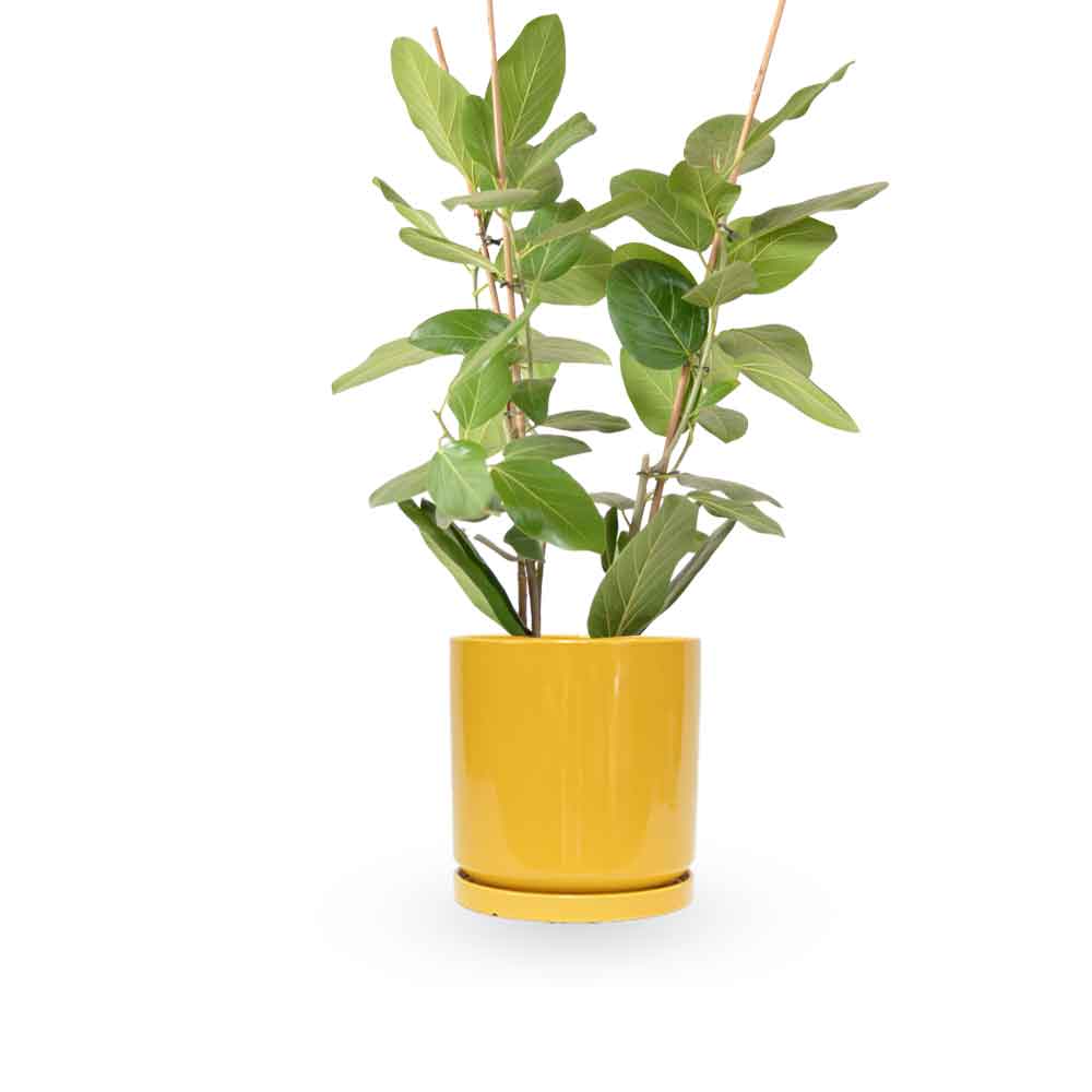 פיקוס אודרי | Ficus Audrey | HOYA | ho-ya | משתלה אינטרנטית | צמחי בית | עד הבית | מונסטרה מינימה | משלוח צמחי בית | משתלה עד הבית | plant on it | let neta your plants