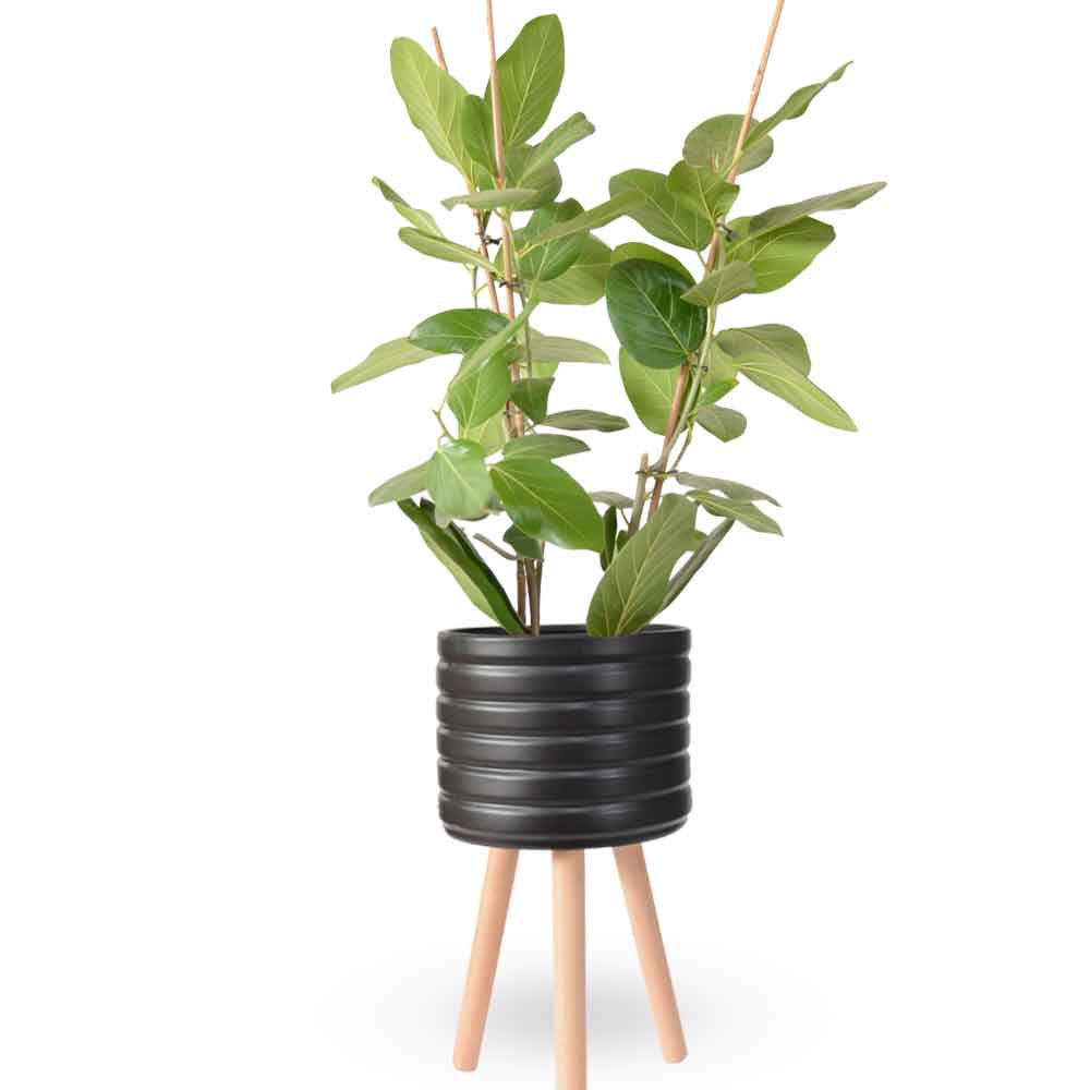 פיקוס אודרי | Ficus Audrey | HOYA | ho-ya | משתלה אינטרנטית | צמחי בית | עד הבית | מונסטרה מינימה | משלוח צמחי בית | משתלה עד הבית | plant on it | let neta your plants