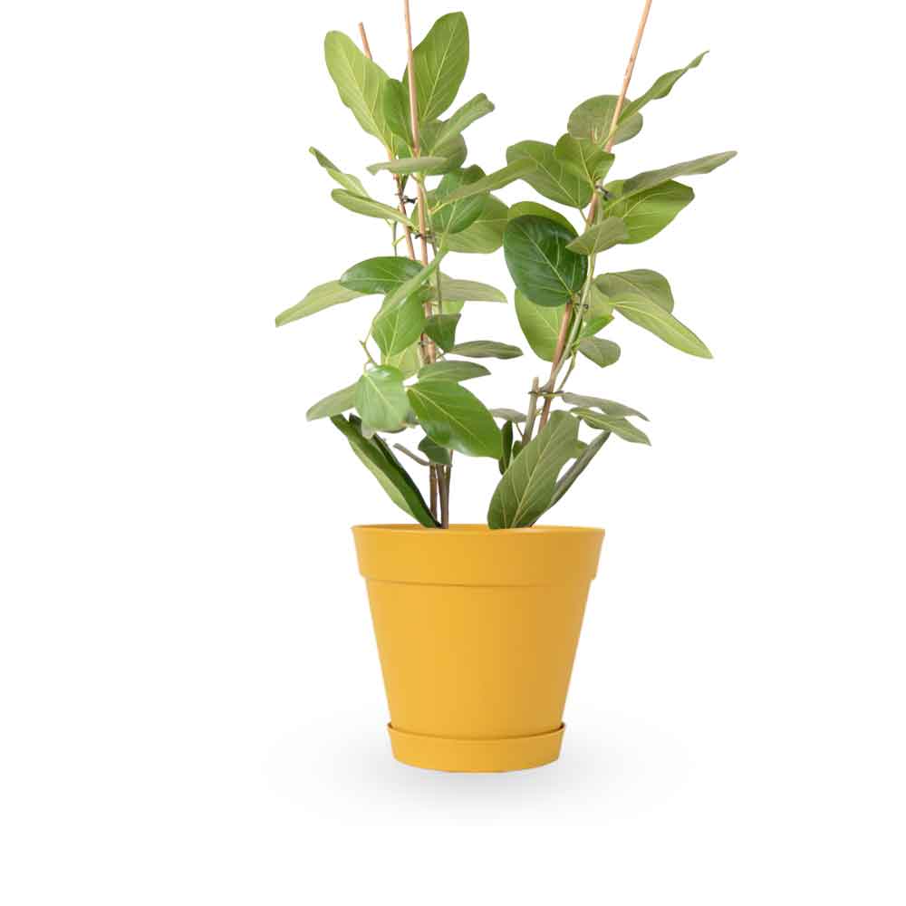 פיקוס אודרי | Ficus Audrey | HOYA | ho-ya | משתלה אינטרנטית | צמחי בית | עד הבית | מונסטרה מינימה | משלוח צמחי בית | משתלה עד הבית | plant on it | let neta your plants