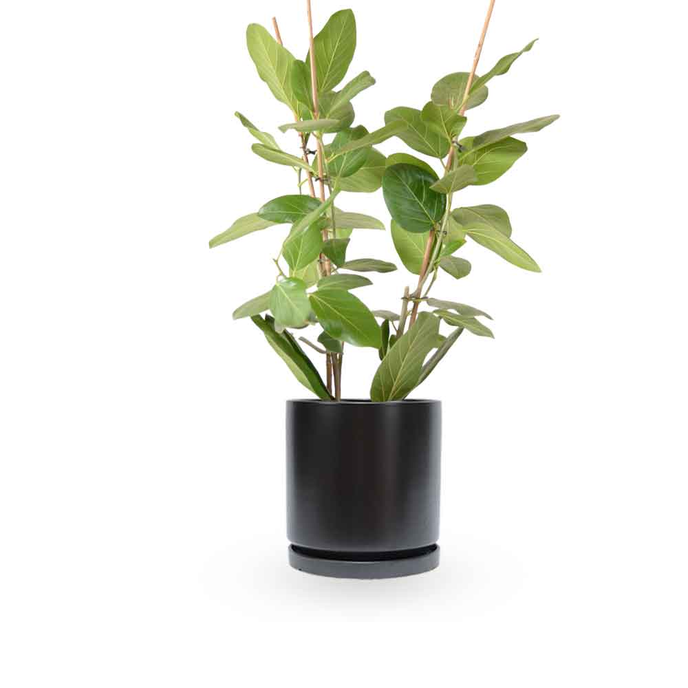 פיקוס אודרי | Ficus Audrey | HOYA | ho-ya | משתלה אינטרנטית | צמחי בית | עד הבית | מונסטרה מינימה | משלוח צמחי בית | משתלה עד הבית | plant on it | let neta your plants