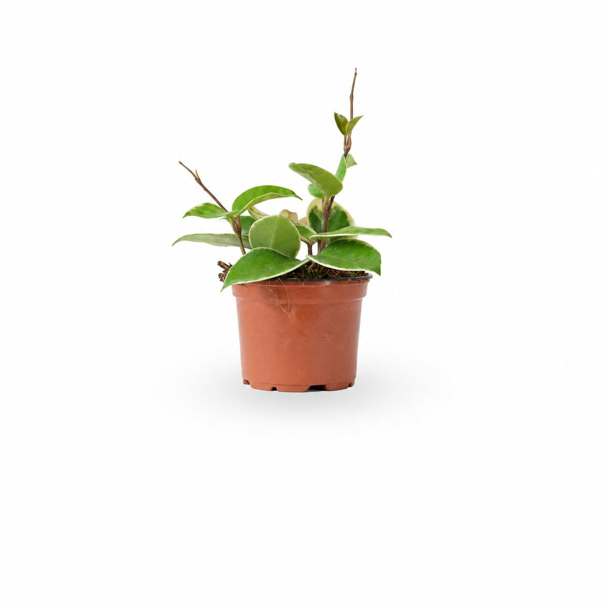 בת שבע טריוקלר | Hoya Tricolor | | hoya | plant on it | together plant | צמחי בית | משתלה אינטרנטית | משתלה אונליין