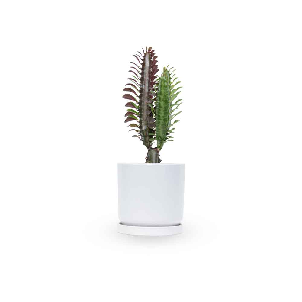 חלבלוב-טריגונה-רוברה | euphorbia trigona rubra care | משלוח צמחי בית | משתלה אינטרנטית | צמח למרפסת | צמח לבית