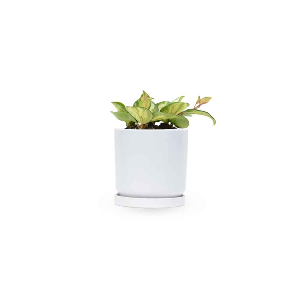 בת שבע קרימסון | Hoya Krimson Princess | | hoya | on it | together plant | צמחי בית | משתלה אינטרנטית | משתלה אונליין