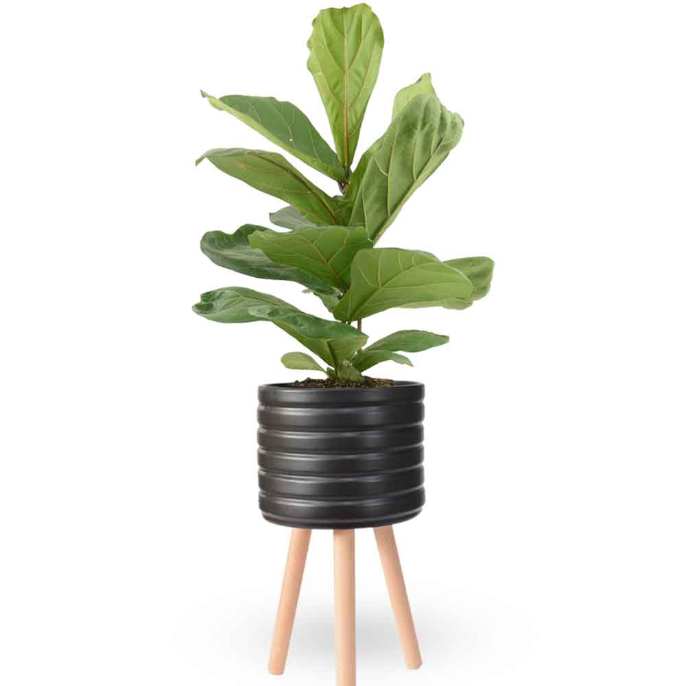 הויה- HO YA- HOYA | Fiddle-leaf fig |- צמחי בית- צמחים עד הבית- משתלה בתל אביב- פיקוס כינורי - פיקוס כינורי