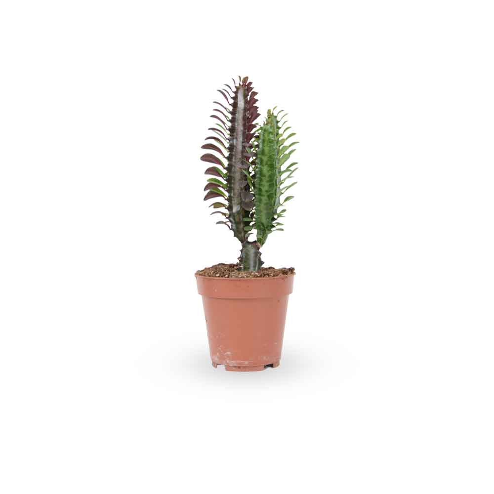 חלבלוב-טריגונה-רוברה | euphorbia trigona rubra care | משלוח צמחי בית | משתלה אינטרנטית | צמח למרפסת | צמח לבית