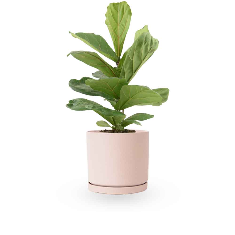 הויה- HO YA- HOYA | Fiddle-leaf fig |- צמחי בית- צמחים עד הבית- משתלה בתל אביב- פיקוס כינורי - פיקוס כינורי