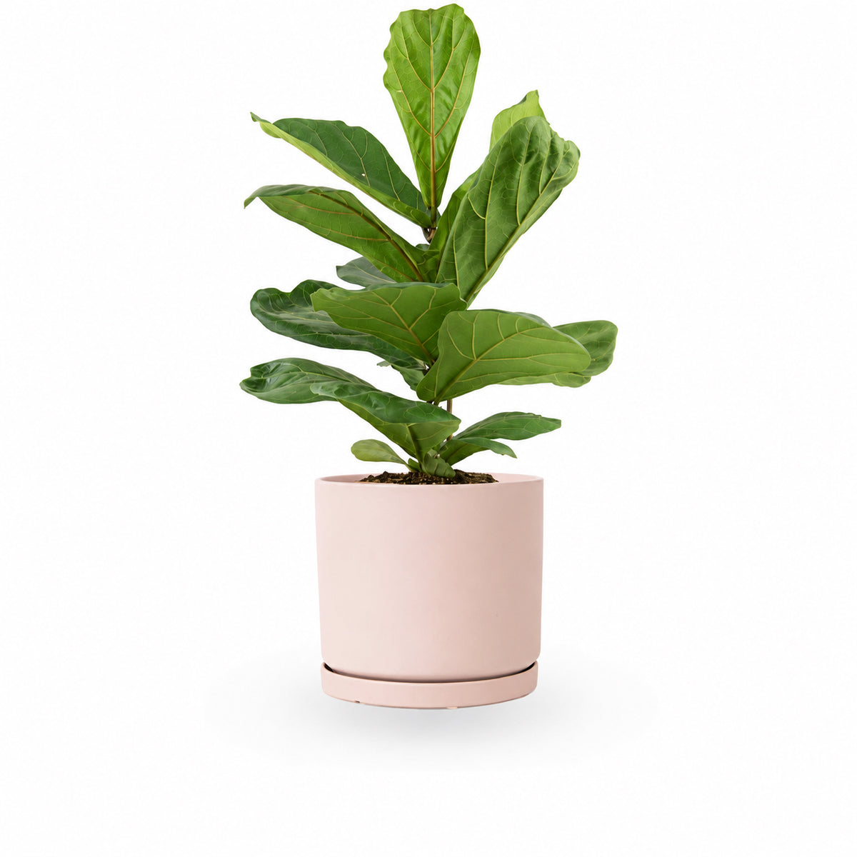 הויה- HO YA- HOYA | Fiddle-leaf fig |- צמחי בית- צמחים עד הבית- משתלה בתל אביב- פיקוס כינורי - פיקוס כינורי