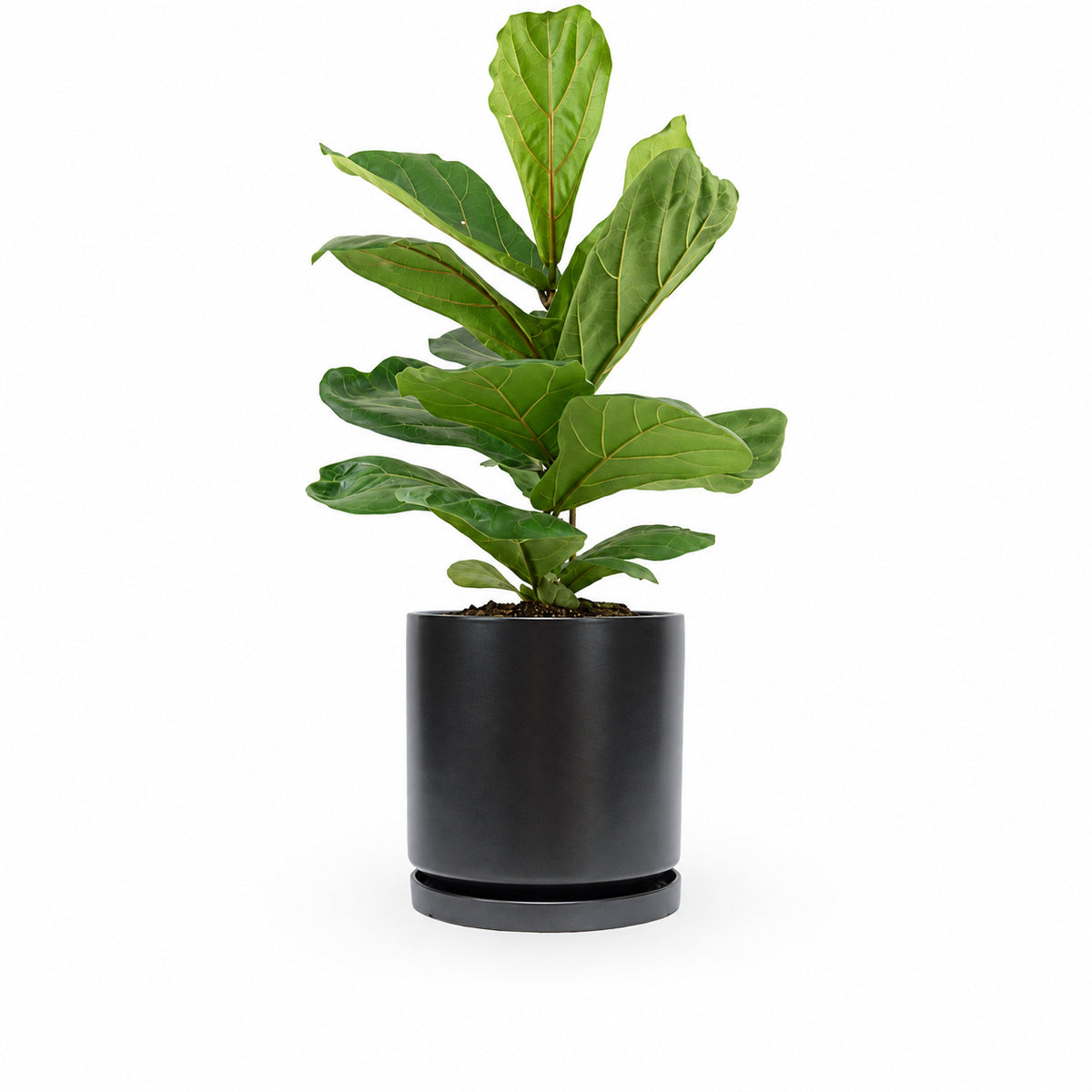 הויה- HO YA- HOYA | Fiddle-leaf fig |- צמחי בית- צמחים עד הבית- משתלה בתל אביב- פיקוס כינורי - פיקוס כינורי