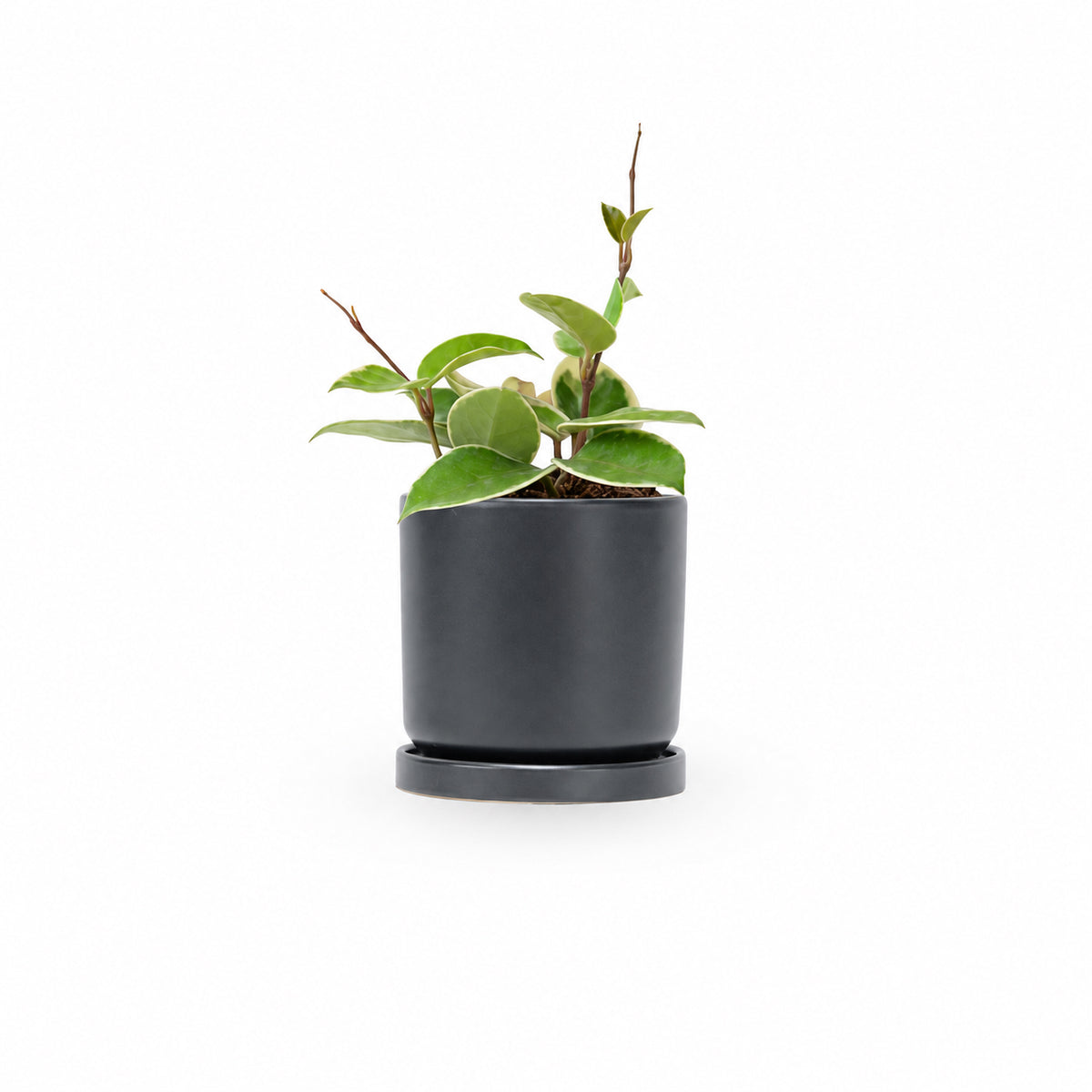 בת שבע טריוקלר | Hoya Tricolor | | hoya | plant on it | together plant | צמחי בית | משתלה אינטרנטית | משתלה אונליין