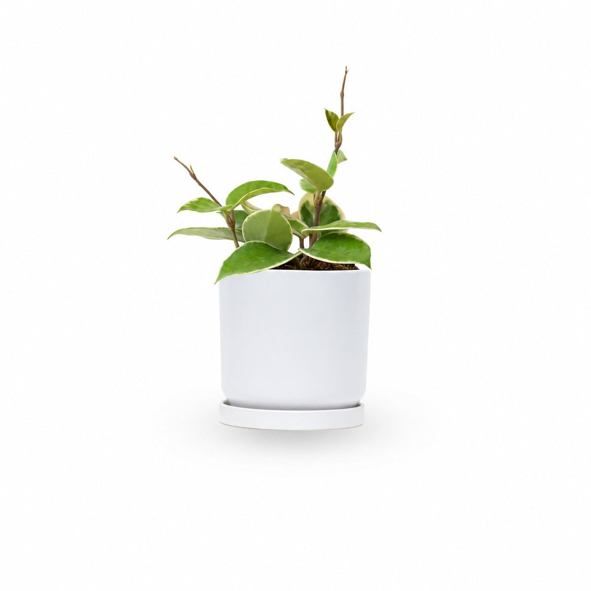 בת שבע טריוקלר | Hoya Tricolor | | hoya | plant on it | together plant | צמחי בית | משתלה אינטרנטית | משתלה אונליין