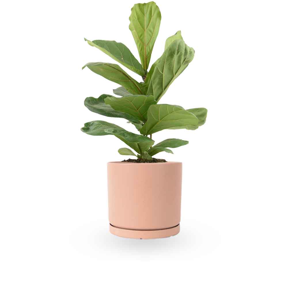 הויה- HO YA- HOYA | Fiddle-leaf fig |- צמחי בית- צמחים עד הבית- משתלה בתל אביב- פיקוס כינורי - פיקוס כינורי