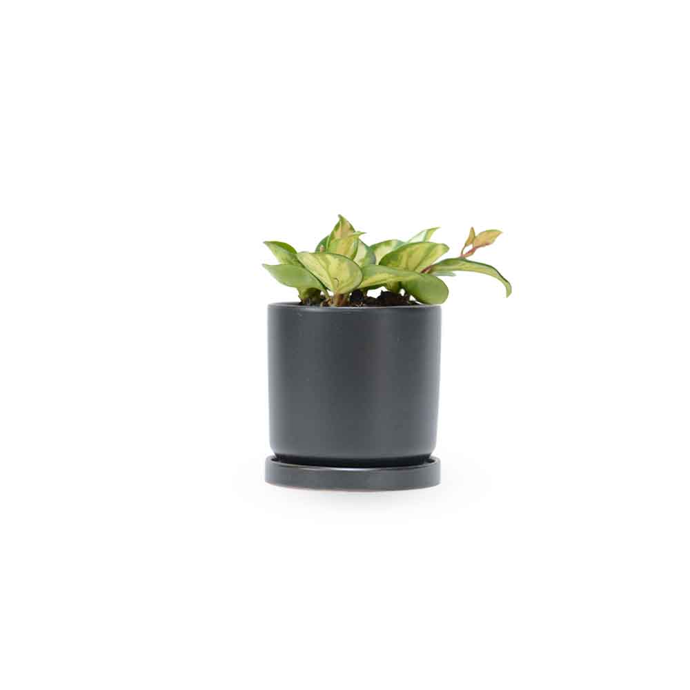 בת שבע קרימסון | Hoya Krimson Princess | | hoya | on it | together plant | צמחי בית | משתלה אינטרנטית | משתלה אונליין