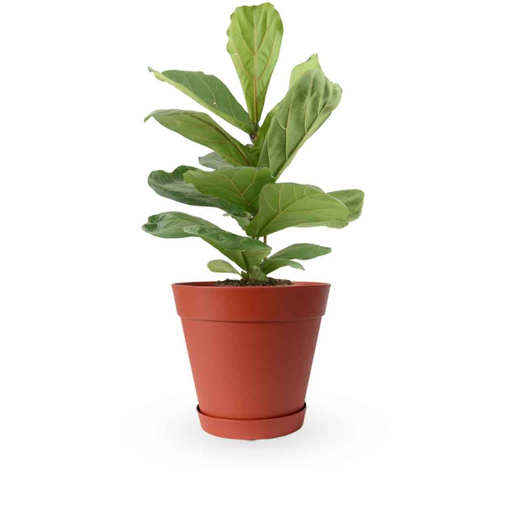 הויה- HO YA- HOYA | Fiddle-leaf fig |- צמחי בית- צמחים עד הבית- משתלה בתל אביב- פיקוס כינורי - פיקוס כינורי