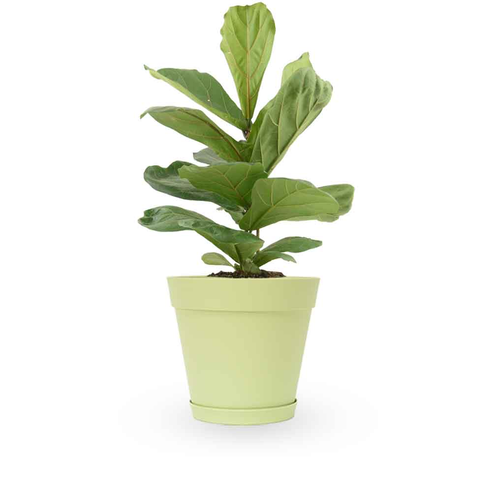 הויה- HO YA- HOYA | Fiddle-leaf fig |- צמחי בית- צמחים עד הבית- משתלה בתל אביב- פיקוס כינורי - פיקוס כינורי