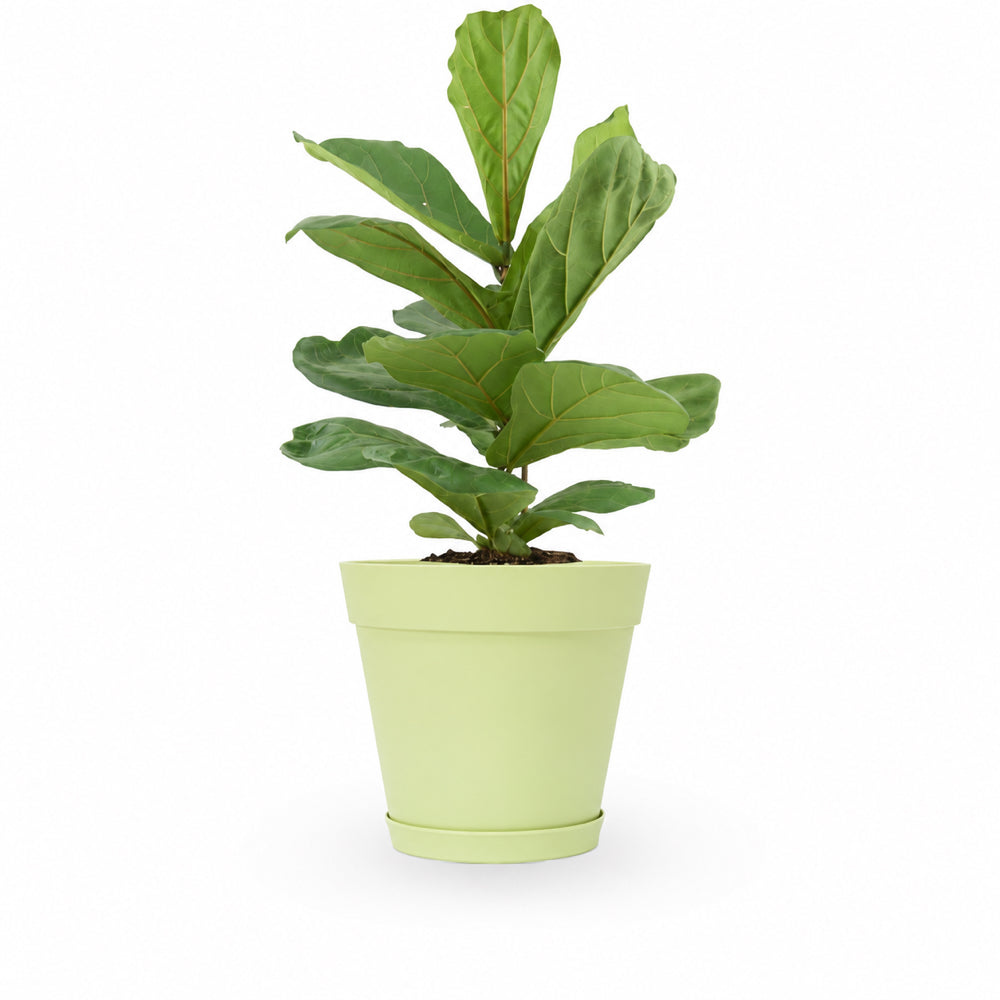 הויה- HO YA- HOYA | Fiddle-leaf fig |- צמחי בית- צמחים עד הבית- משתלה בתל אביב- פיקוס כינורי - פיקוס כינורי