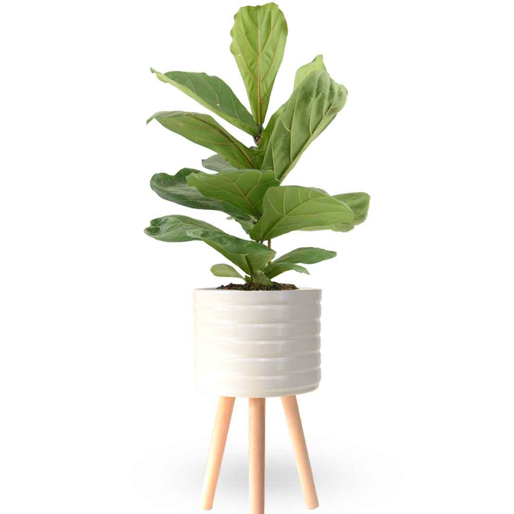 הויה- HO YA- HOYA | Fiddle-leaf fig |- צמחי בית- צמחים עד הבית- משתלה בתל אביב- פיקוס כינורי - פיקוס כינורי