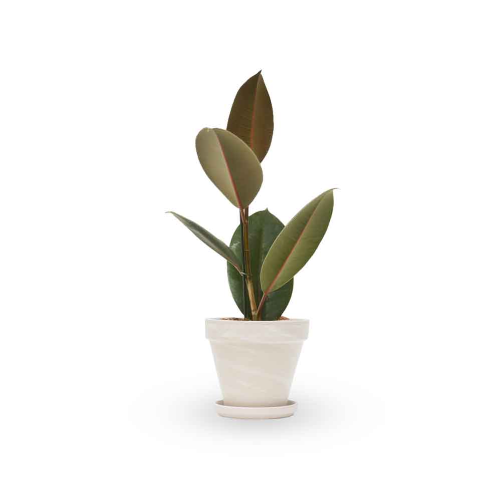 פיקוס גומי שחור | Rubber fig | HOYA הויה משלוח צמחי בית עד הבית והמשרד- פיקוס גומי | Rubber Tree