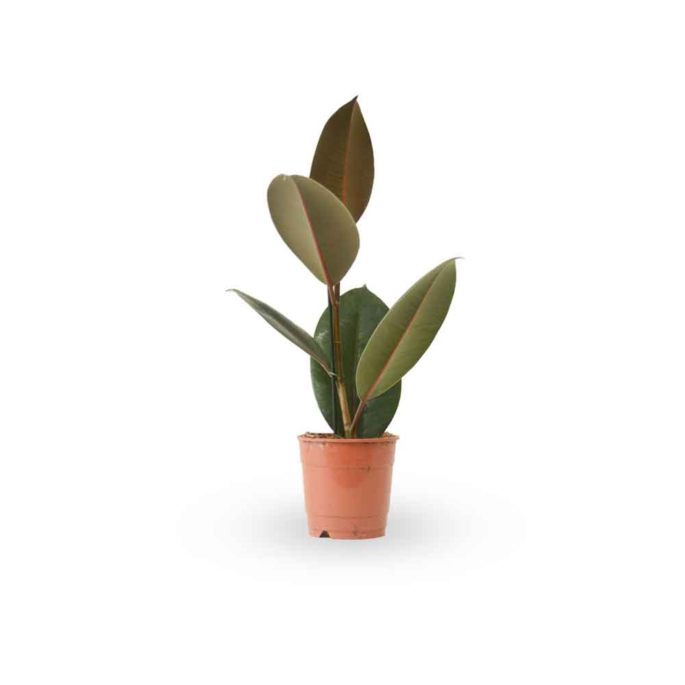 פיקוס גומי שחור | Rubber fig | HOYA הויה משלוח צמחי בית עד הבית והמשרד- פיקוס גומי | Rubber Tree