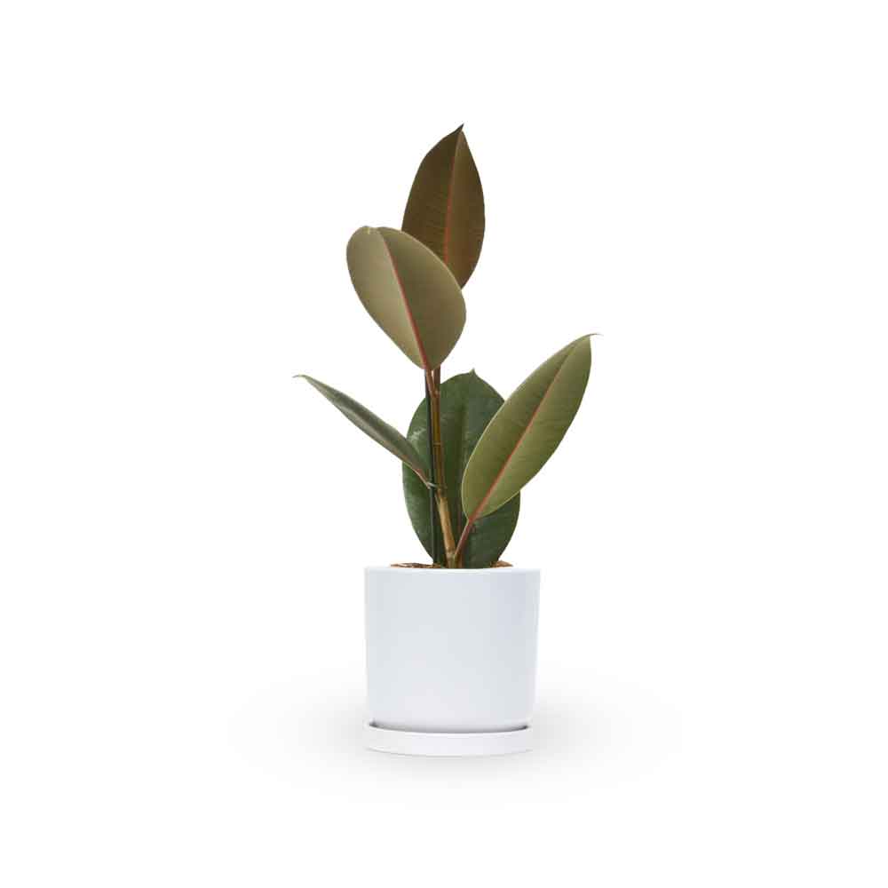 פיקוס גומי שחור | Rubber fig | HOYA הויה משלוח צמחי בית עד הבית והמשרד- פיקוס גומי | Rubber Tree