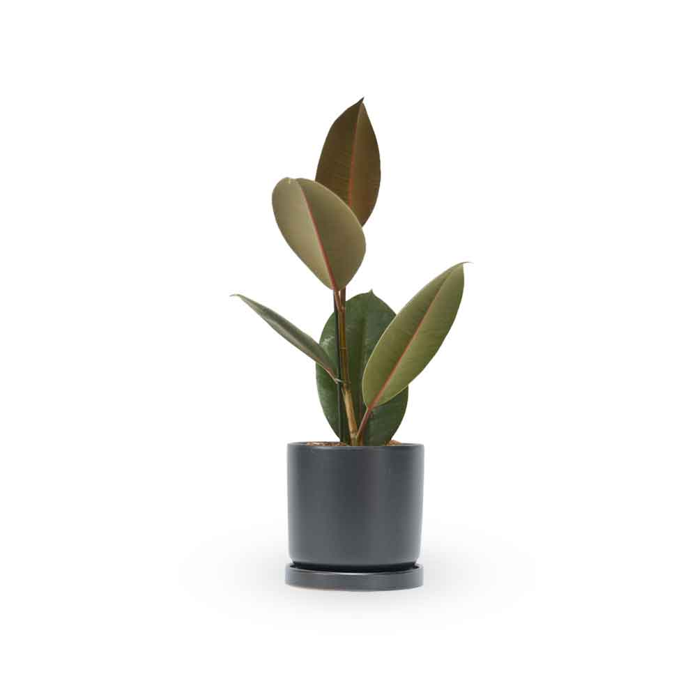 פיקוס גומי שחור | Rubber fig | HOYA הויה משלוח צמחי בית עד הבית והמשרד- פיקוס גומי | Rubber Tree