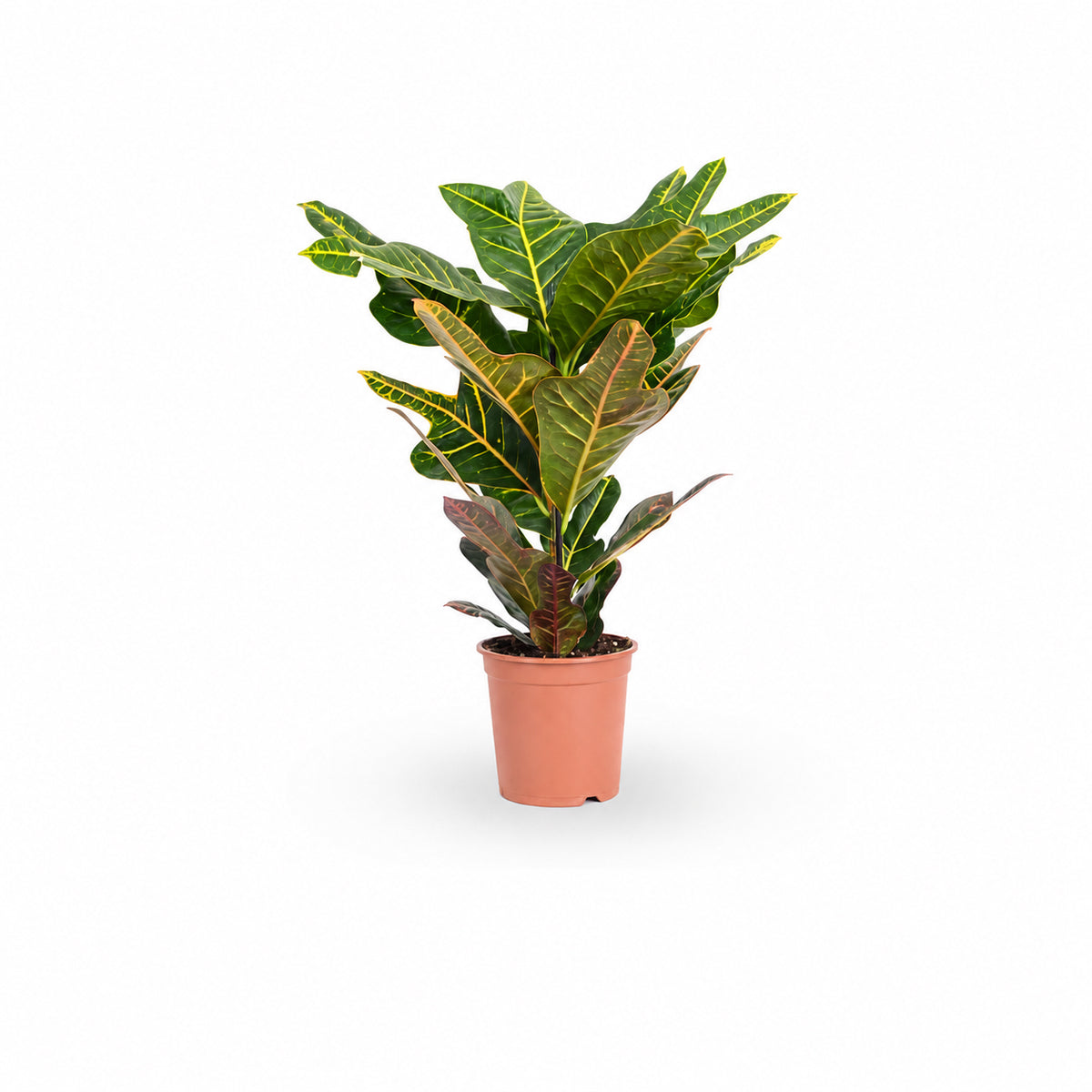 יחור קרוטון- hoya- ישירות מהמשתלה שלנו במרכז הארץ קרוטון - צמח בית - איך לטפל בקרוטון - השקית צמח הקרוטון- י croton plant