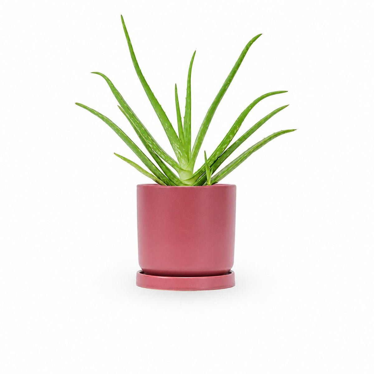 HOYA משלוחי צמחים- אלוורה רפואית- הויה Aloe Vera משתלה אינטרנטית | צמחי בית | עד הבית | פריחת הצמח | משלוח צמחי בית | משתלה עד הבית | plant on it | let neta your plants