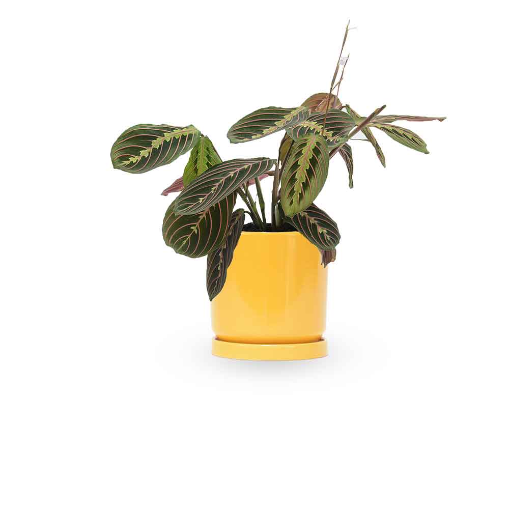 מרנטה | Maranta Plant | צמחי בית | משלוח צמחים הבית | משתלה אינטרנטית | משלוח ממשתלה | plant on it | neta your plants
