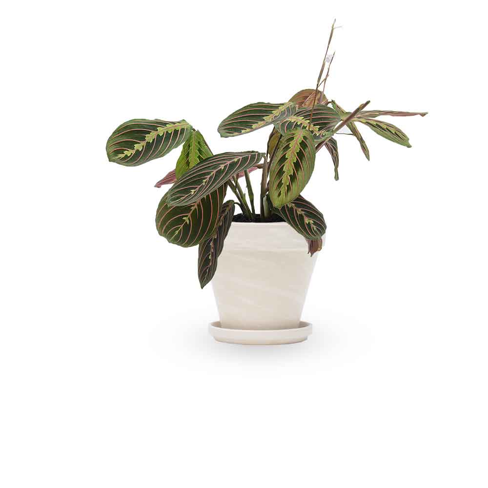 מרנטה | Maranta Plant | צמחי בית | משלוח צמחים הבית | משתלה אינטרנטית | משלוח ממשתלה | plant on it | neta your plants