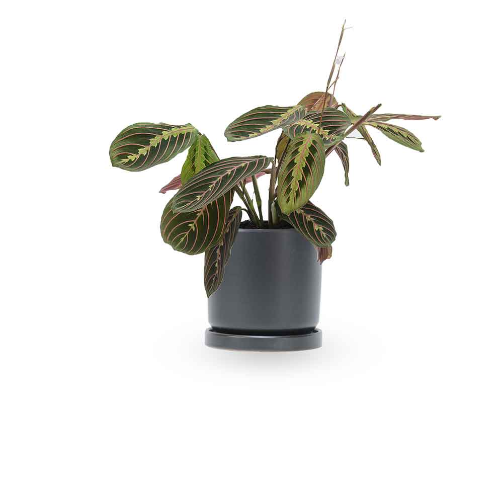 מרנטה | Maranta Plant | צמחי בית | משלוח צמחים הבית | משתלה אינטרנטית | משלוח ממשתלה | plant on it | neta your plants