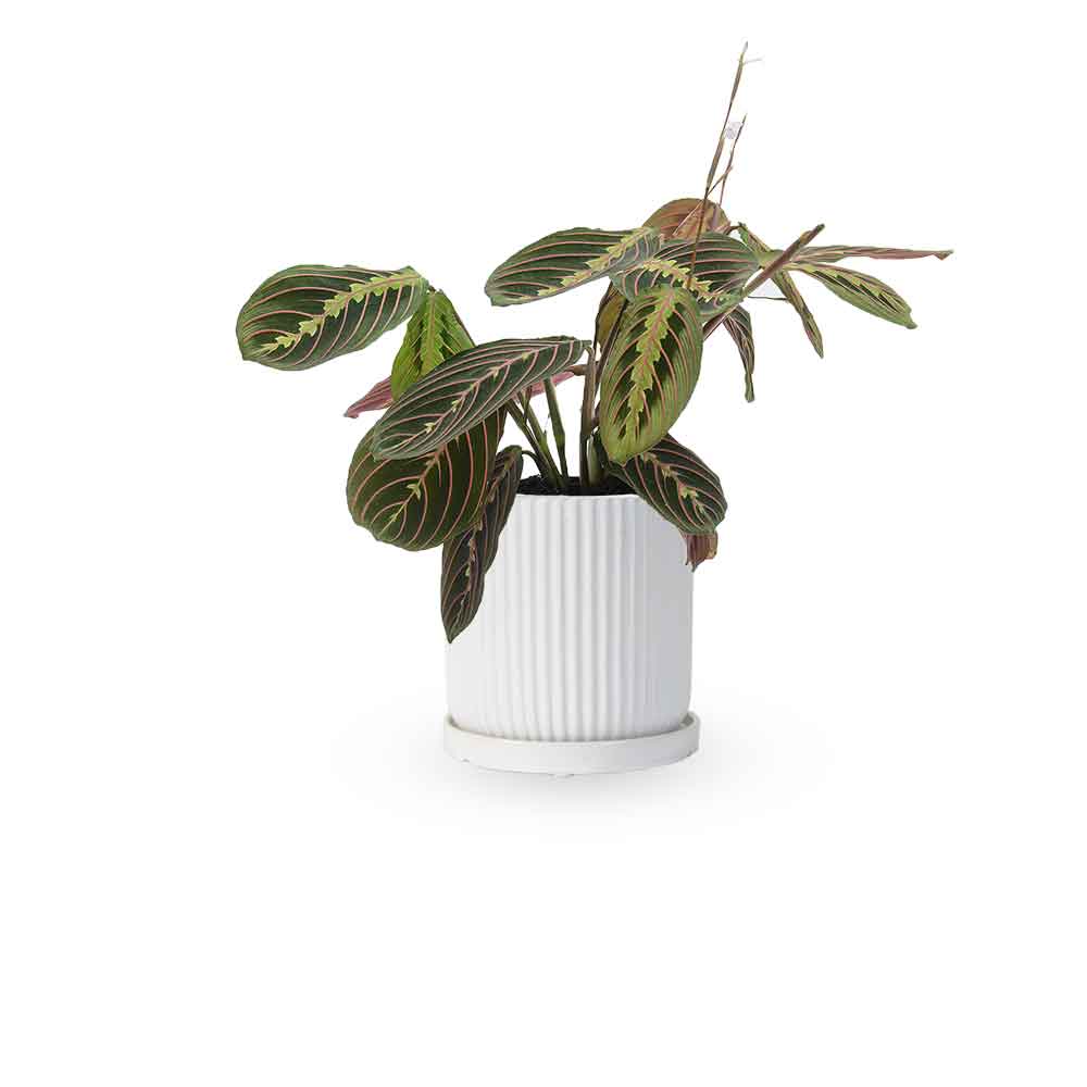 מרנטה | Maranta Plant | צמחי בית | משלוח צמחים הבית | משתלה אינטרנטית | משלוח ממשתלה | plant on it | neta your plants