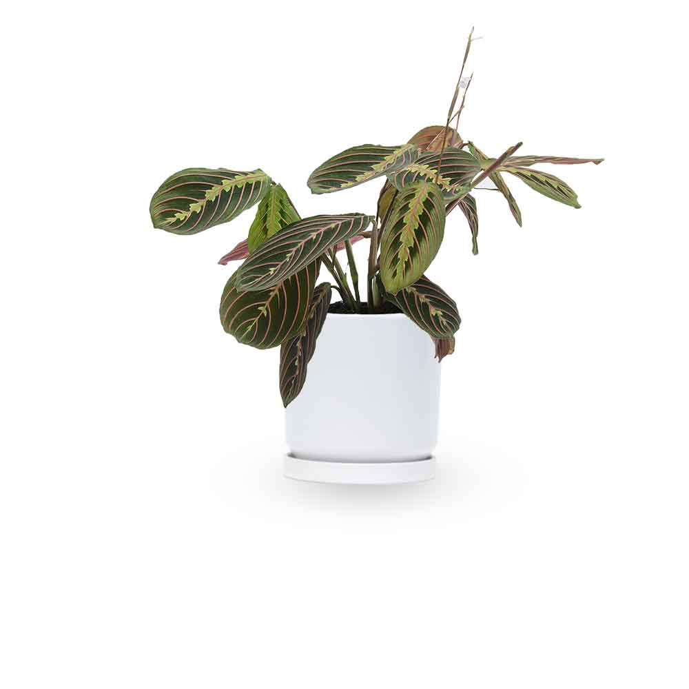 מרנטה | Maranta Plant | צמחי בית | משלוח צמחים הבית | משתלה אינטרנטית | משלוח ממשתלה | plant on it | neta your plants