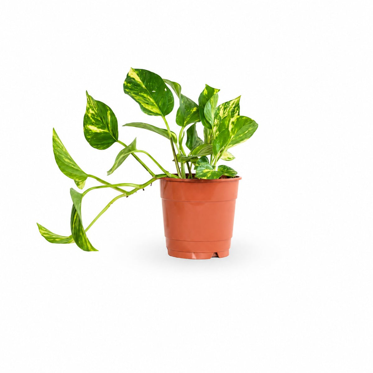 Golden Pothos HOYA- צמחי בית משתלה אינטרנטית
