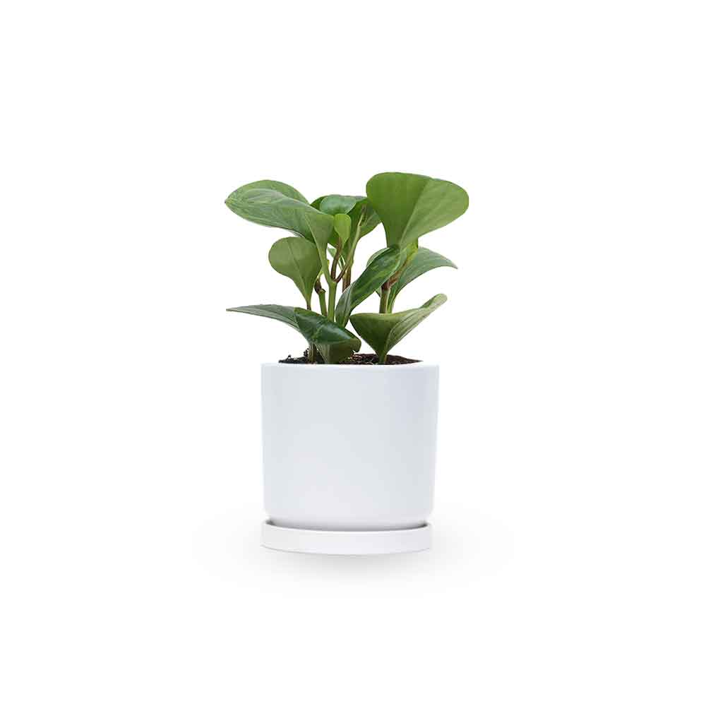 | פפרומיה מגוונת | Peperomia Magnoliifolia | HO YA | HOYA | משלוח צמחי בית | פפרומיה | הויה