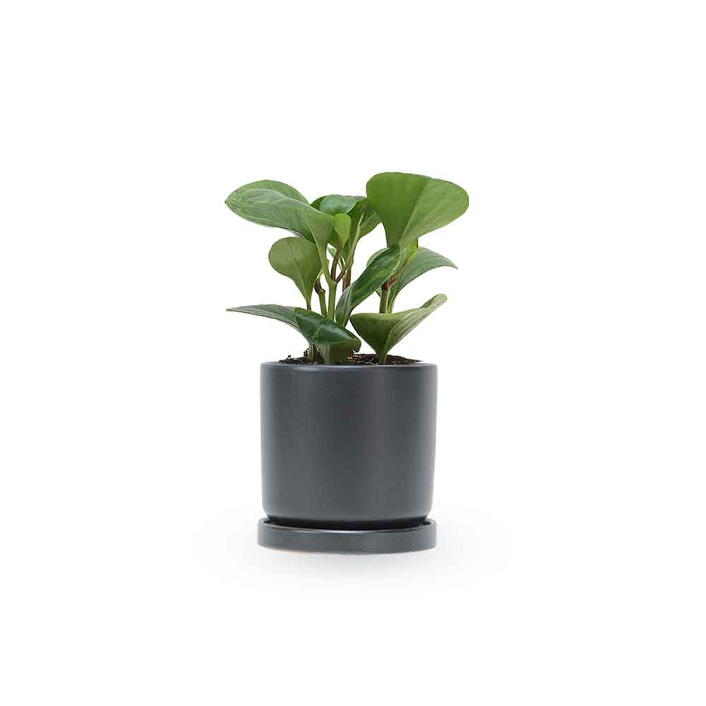 | פפרומיה מגוונת | Peperomia Magnoliifolia | HO YA | HOYA | משלוח צמחי בית | פפרומיה | הויה