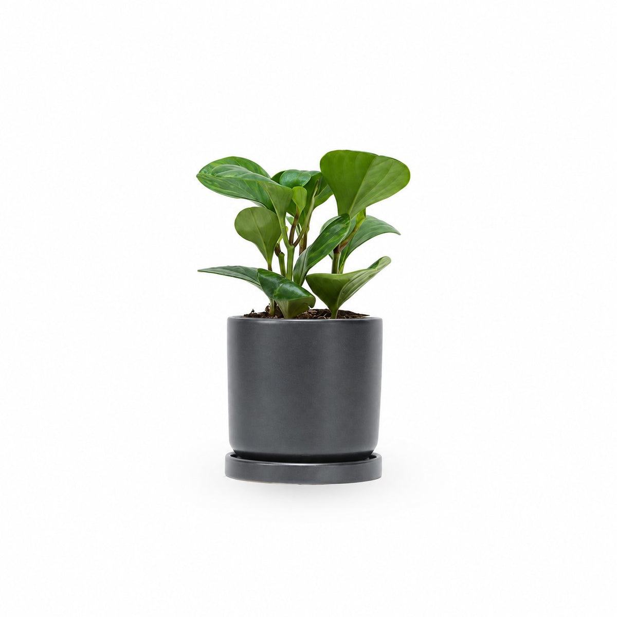 פפרומיה מגוונת, Peperomia Magnoliifolia, פפרומיה