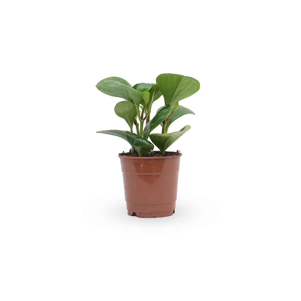 | פפרומיה מגוונת | Peperomia Magnoliifolia | HO YA | HOYA | משלוח צמחי בית | פפרומיה | הויה