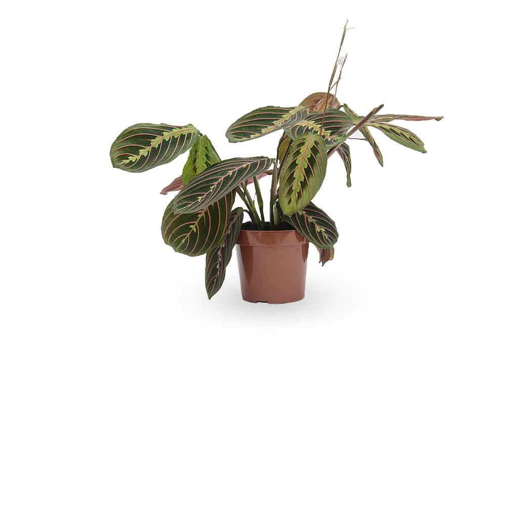 מרנטה | Maranta Plant | צמחי בית | משלוח צמחים הבית | משתלה אינטרנטית | משלוח ממשתלה | plant on it | neta your plants
