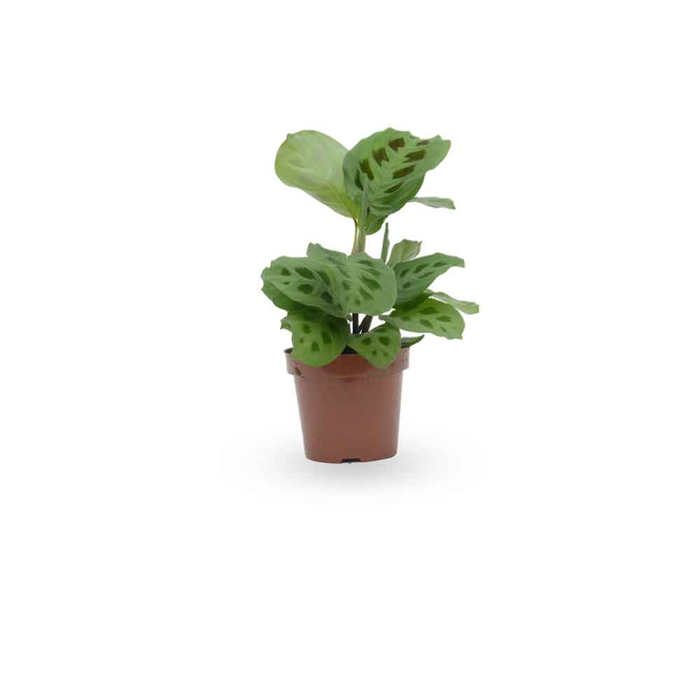 מרנטה ירוקה | Maranta Plant | מרנטה מנוקדת | HOYA | ho-ya | משתלה אינטרנטית | צמחי בית | עד הבית | מינימה | משלוח צמחי בית | משתלה עד הבית | plant on it | let neta your plants