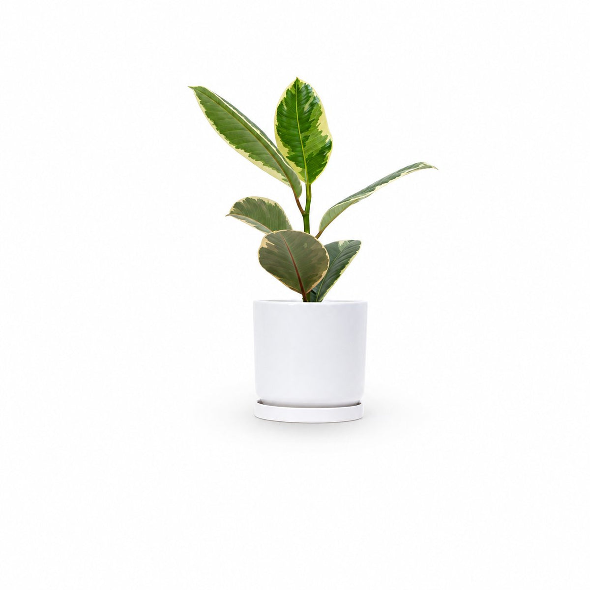 Ficus elastica, צמחים לבית, פיקוס גומי מגוון
