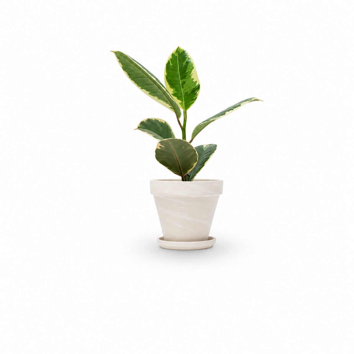 Ficus elastica, צמחים לבית, פיקוס גומי מגוון