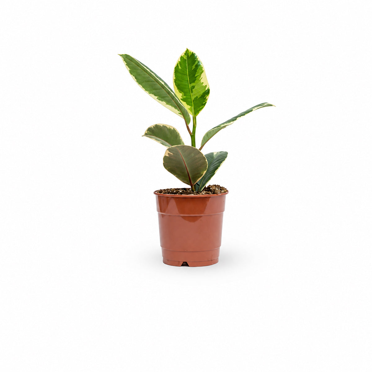 Ficus elastica, צמחים לבית, פיקוס גומי מגוון