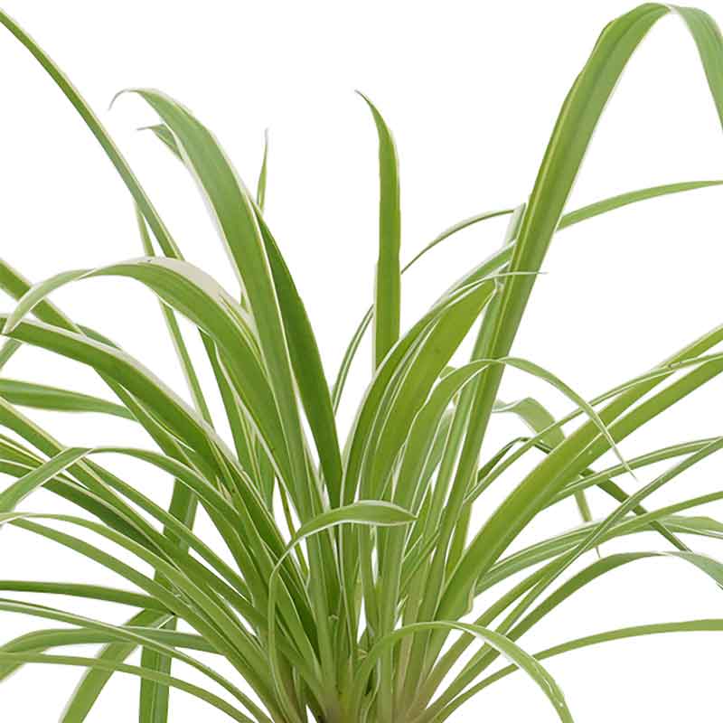 spider plant | Chlorophytum comosum | ירקה | משתלה אינטרנטית | הויה hoya