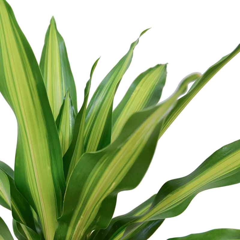 dracaena massangeana | hoya | online nursery | צמחי בית | משלוח צמחים