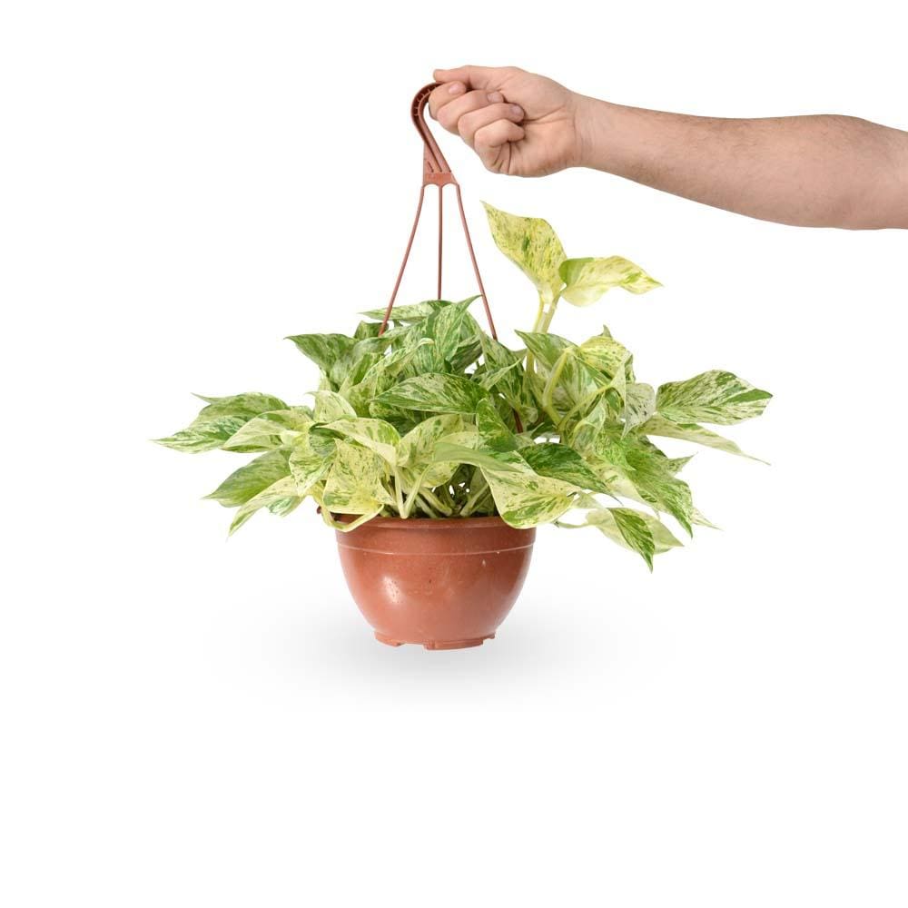 כאן תמצאו את כל הטיפים והטריקים לגידול פוטוס משלם בבית. המדריך השלם לגידול פוטוס. | איך לייחר פוטוס מרבל קווין | השרשה של פוטוס מרבל קווין | צמח בית פוטוס מרבל קווין