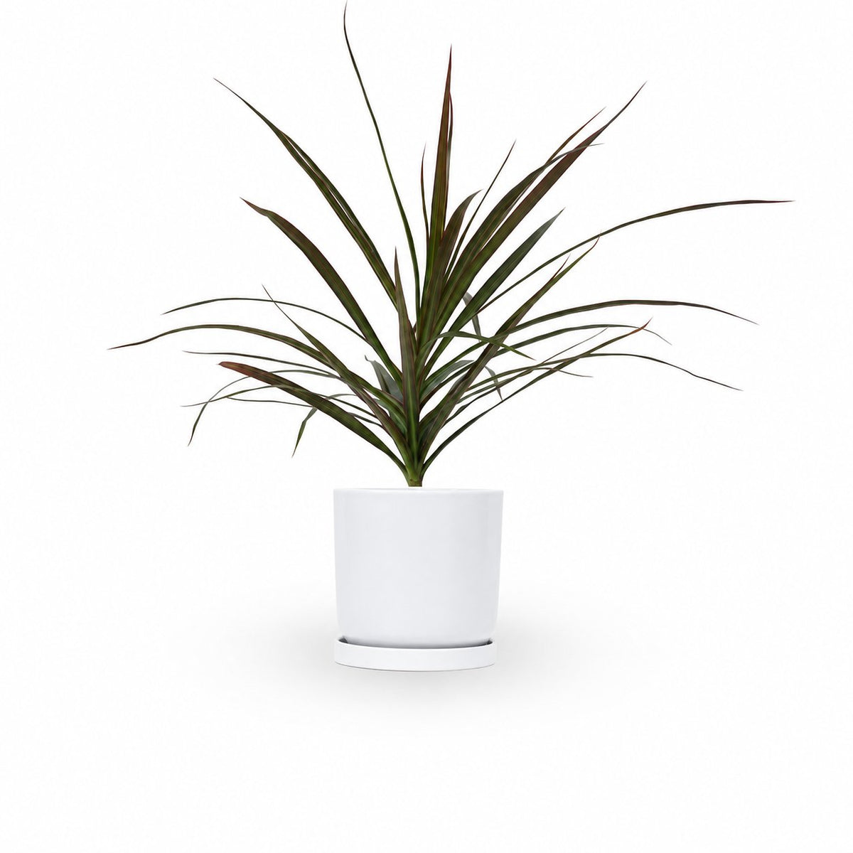 דרצנה מרגינטה, דרקונית, Dracaena