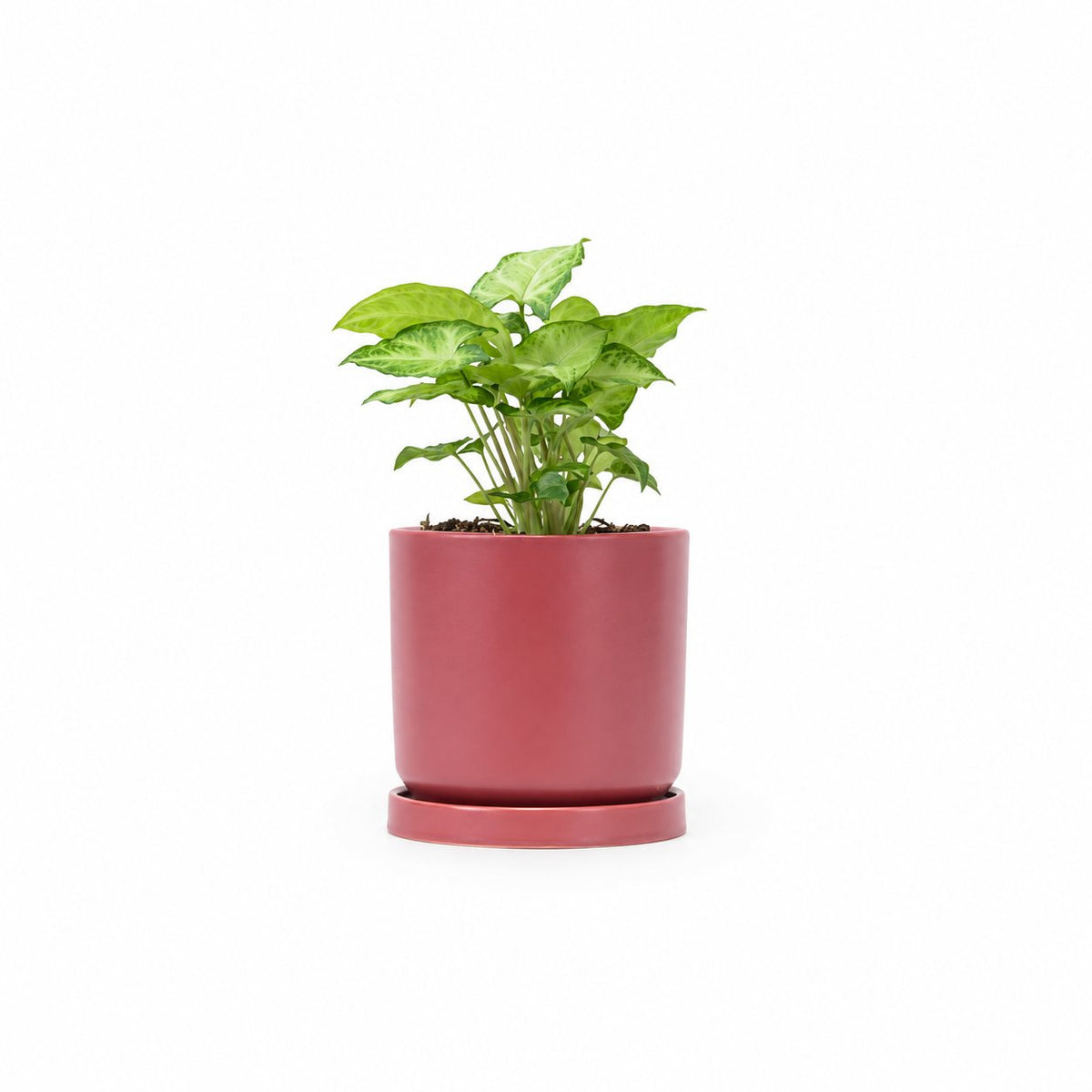 סינגוניום syngonium משתלה אינטרנטית