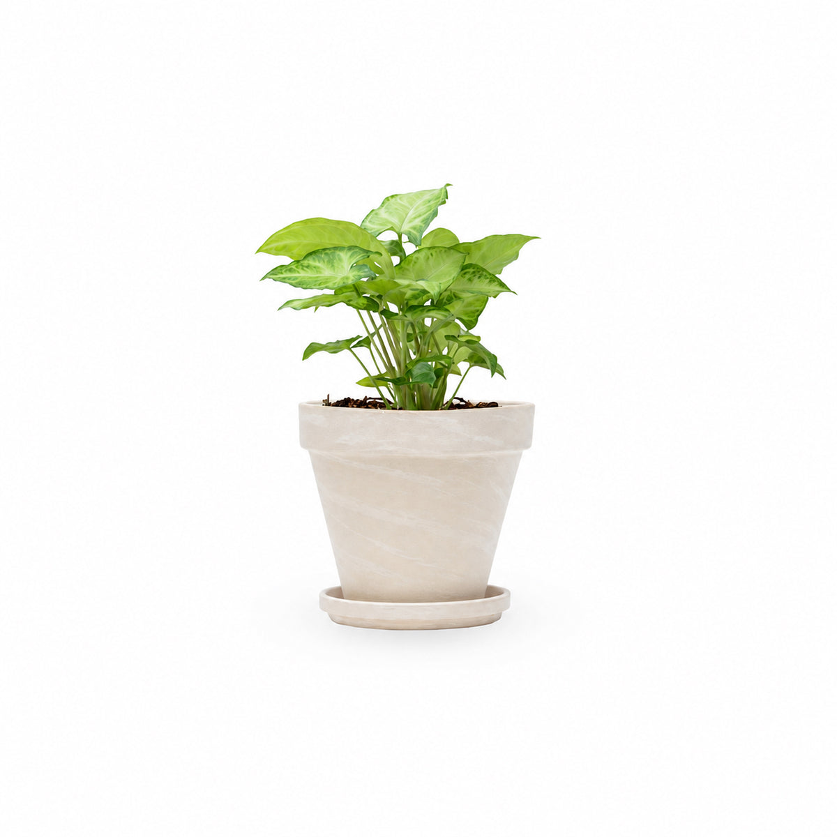סינגוניום syngonium משתלה אינטרנטית